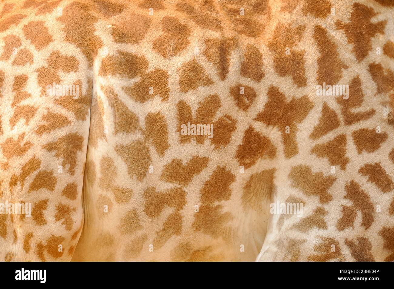 Giraffe Cover Up Traces Purple