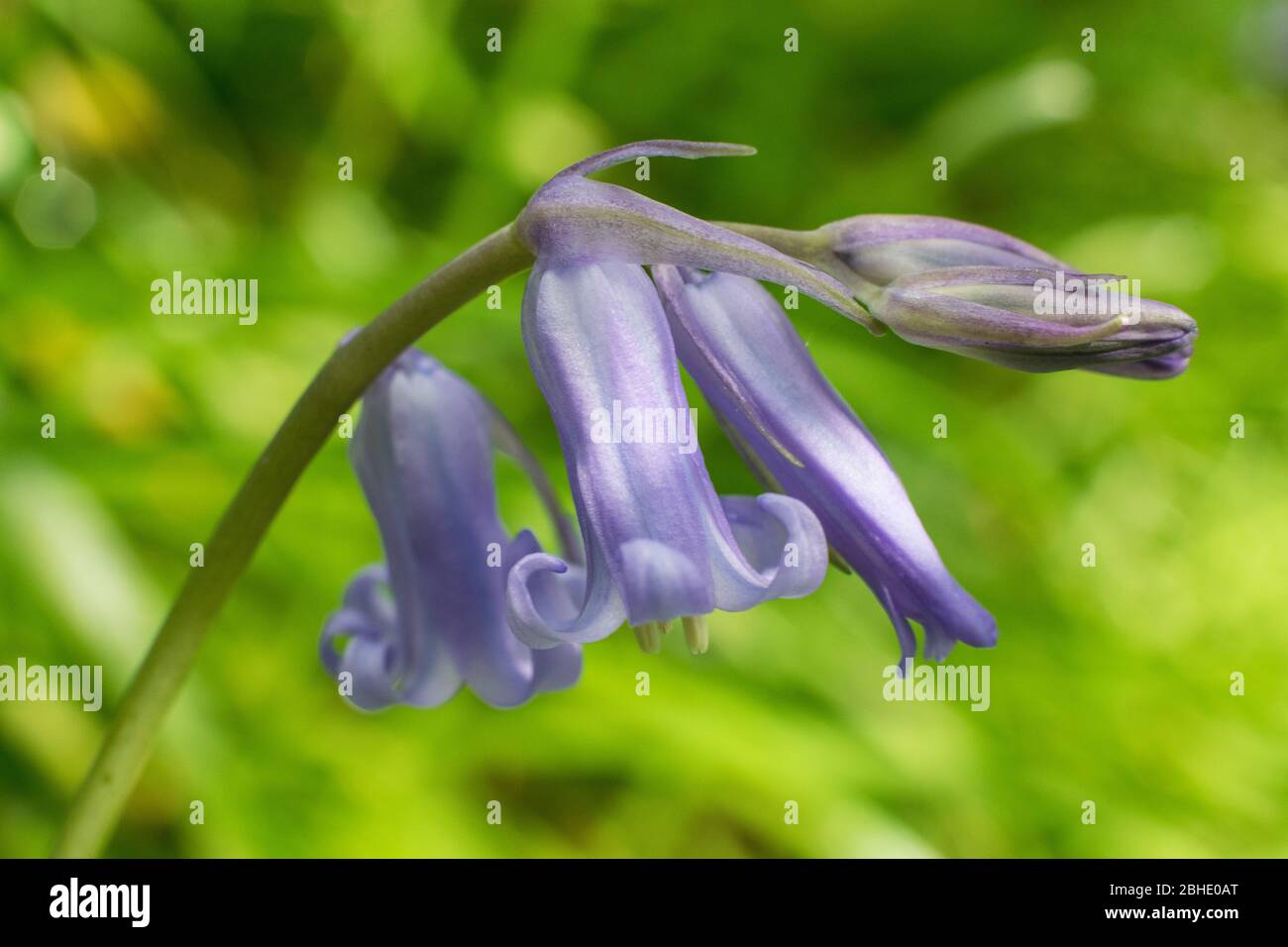 Bluebell Close-Up Stock Photo