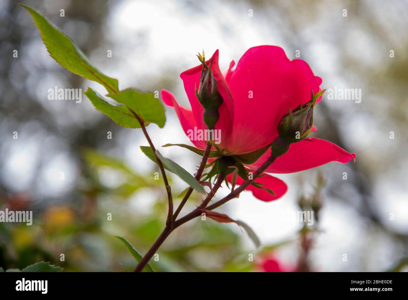 Roses bloom in the Shaw neighborhood of Washington, DC. Stock Photo