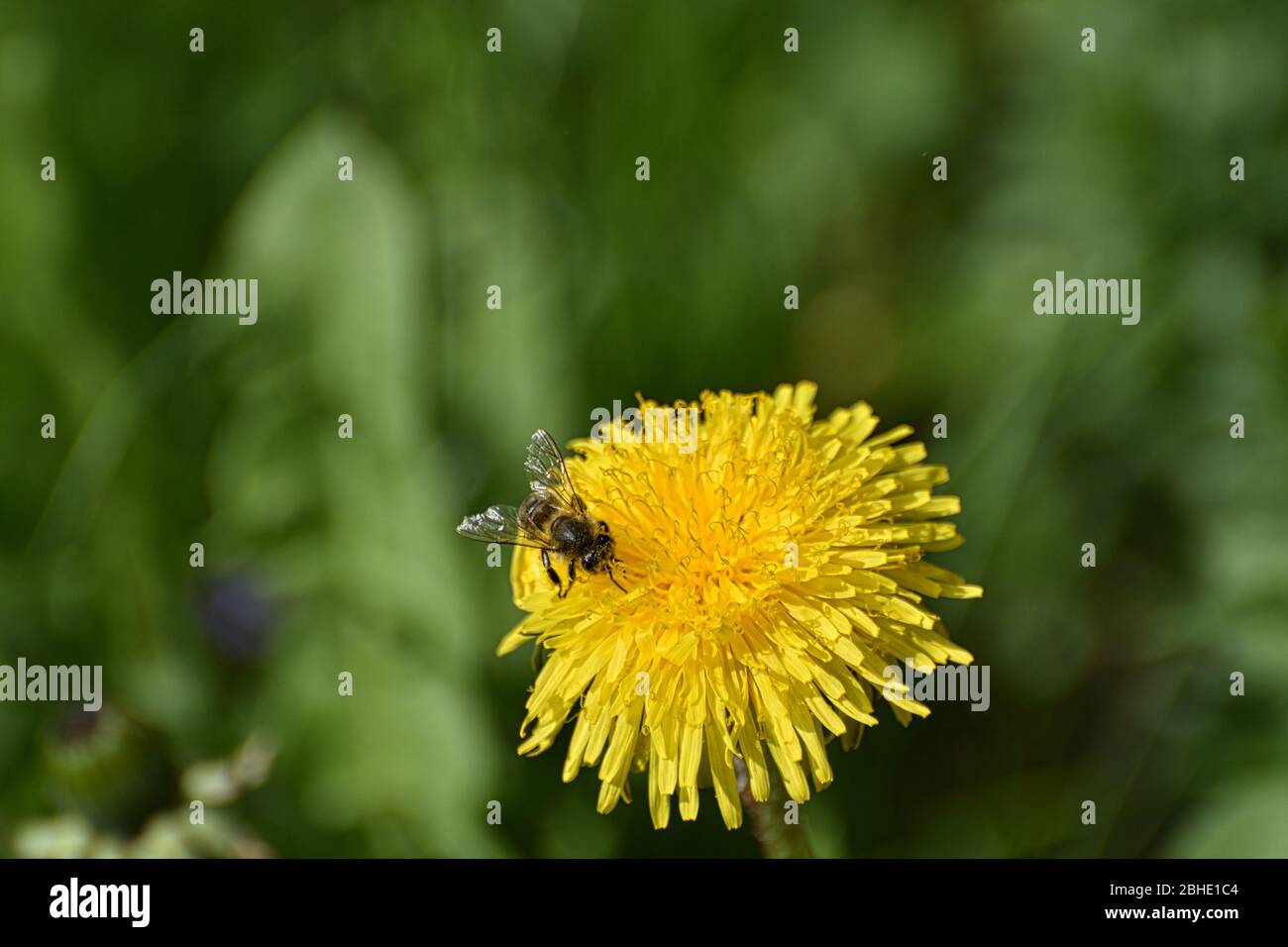 Blume, Löwenzahn, Biene, besteuben, Fruchtbar, Honig, Bienenhonig, fliegen, Blütenstaub, Flügel, Wiese, Wiesenblume, Wiesenblumen, Blumenwiese, Frühli Stock Photo