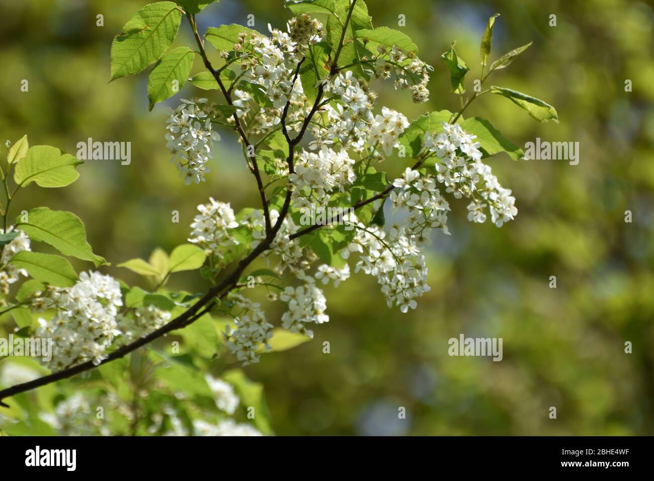 Apfelblüte frost hi-res stock photography and images - Alamy