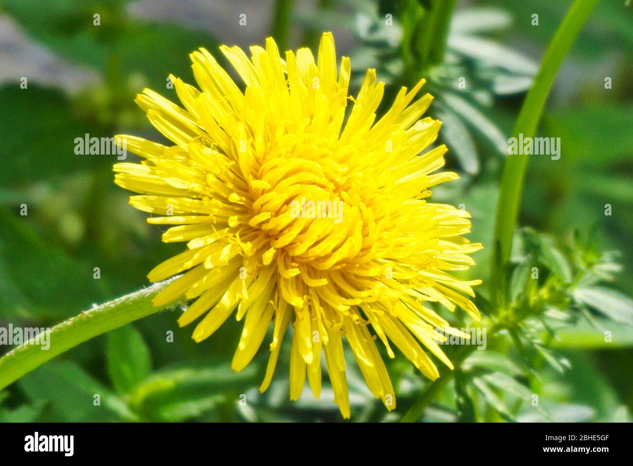 Blume, Löwenzahn, Wiese, Wiesenblume, Wiesenblumen, Blumenwiese, Frühling, Frühlingsblume, Blüte, Blütezeit, Gras,  Asternartige, Korbblütler, Taraxac Stock Photo