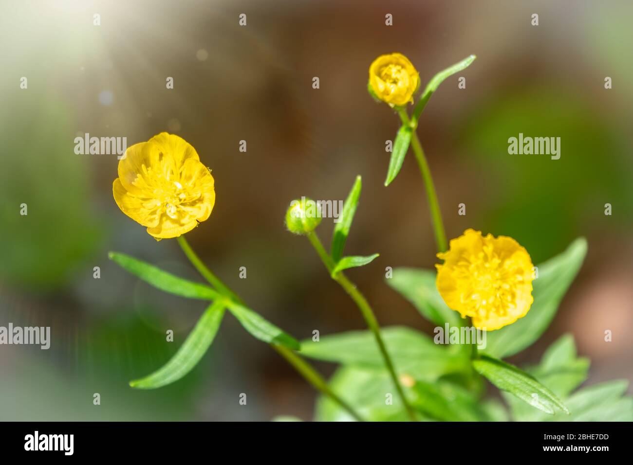 Yellow flower of buttercup mountain Ranunculus montanus. Yellow flower with blured background. Stock Photo