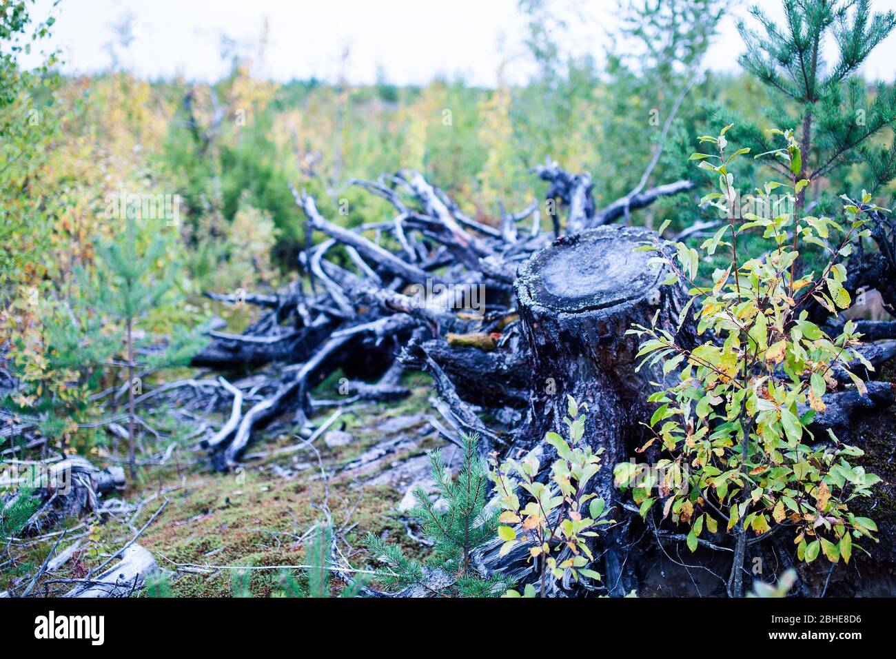 Forrest Roots wild autumn forrest, roots of trees in mess background, dark world ...