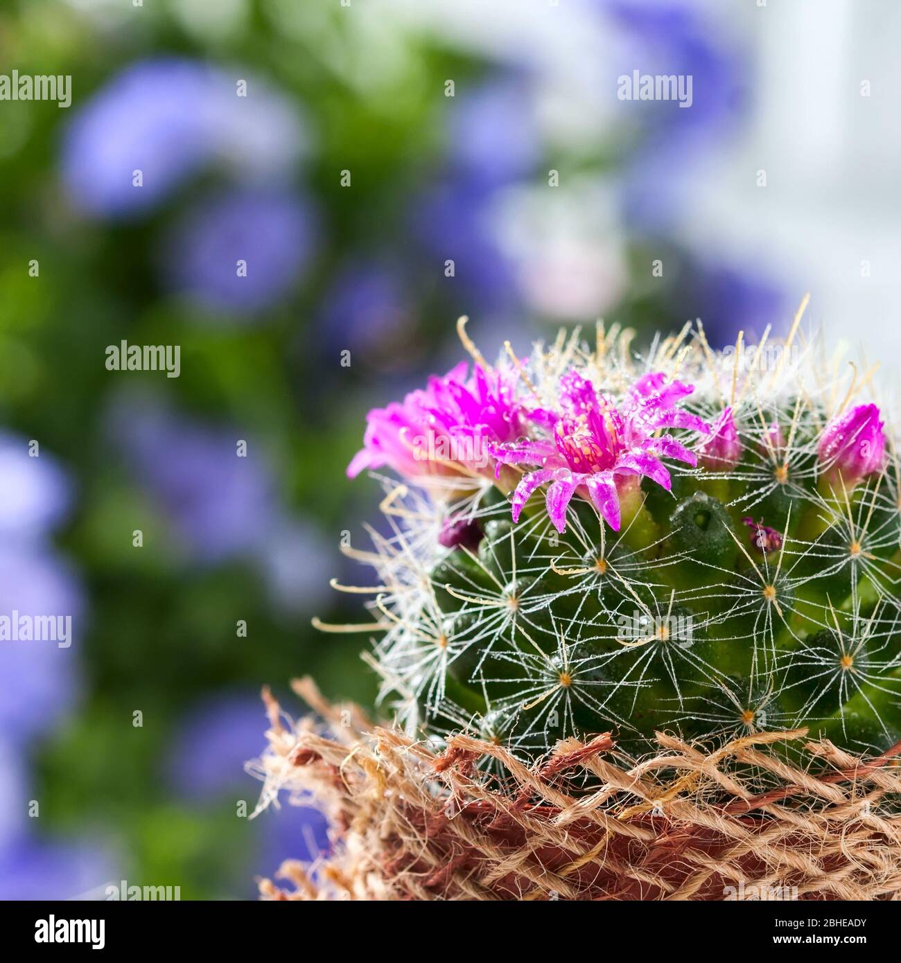 Cactus with blossoms on white background (Mammillaria). Selective focus ...