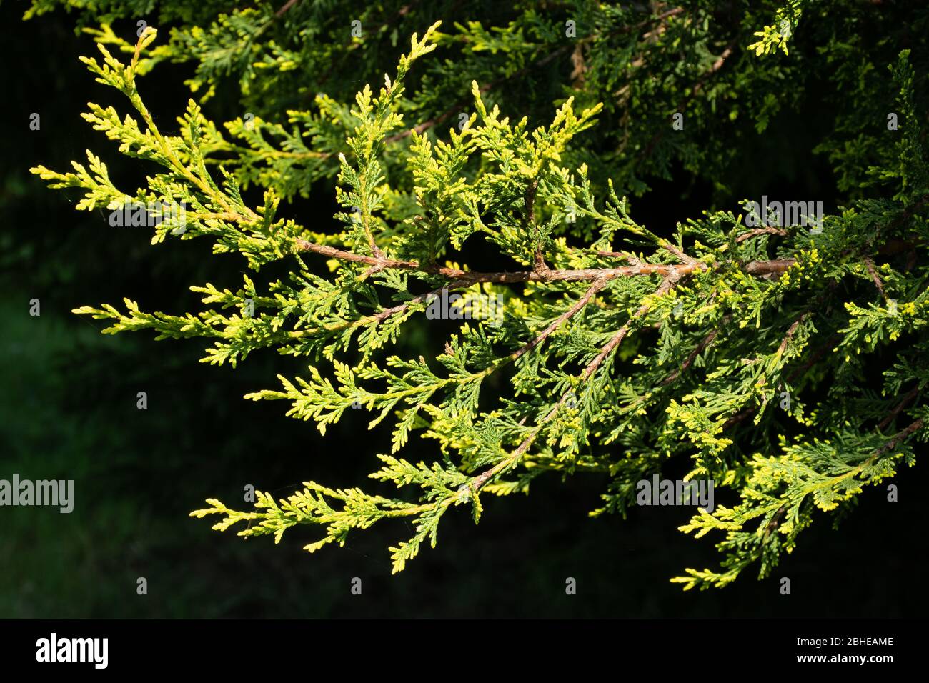 Close-up of leylandii conifer (Leyland cypress, Cupressus × leylandii)  foliage, UK Stock Photo