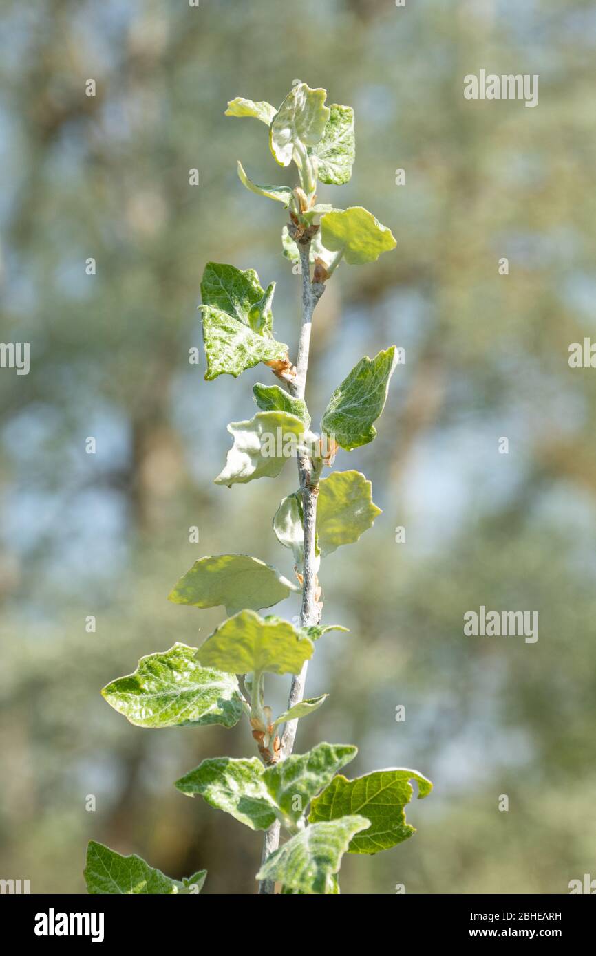 New leaves or foliage of a young white poplar tree (Populus alba, also called silver poplar) in spring, UK Stock Photo
