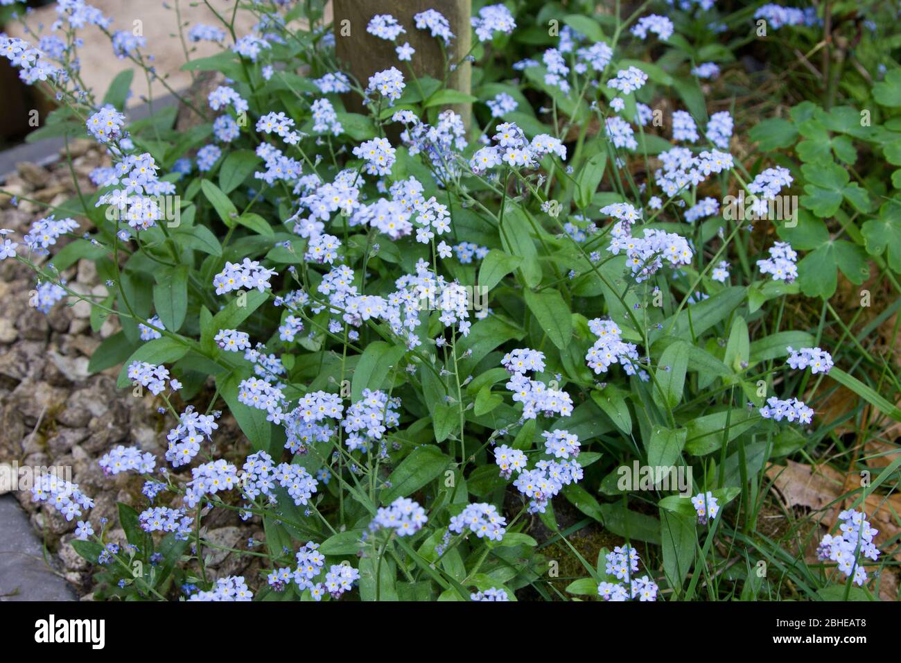 Forget-Me-Not flower Stock Photo