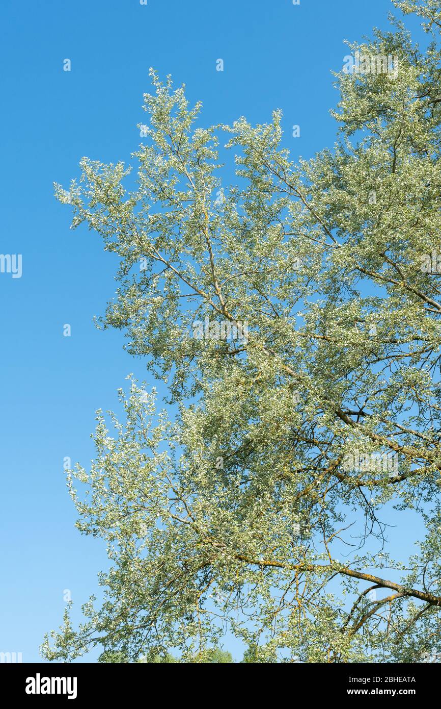 White poplar tree (Populus alba, also called silver poplar) with new leaves during Spring, UK Stock Photo
