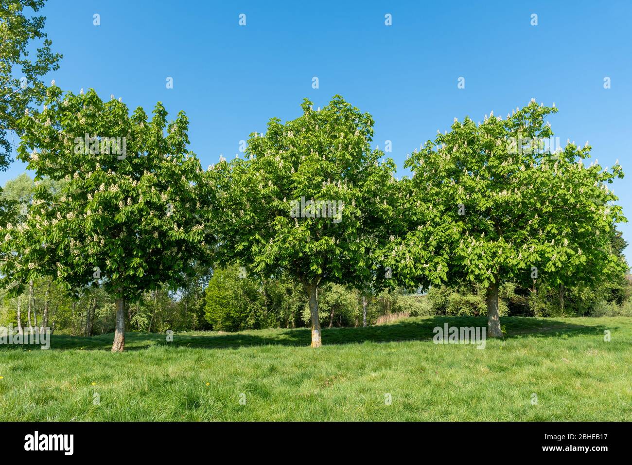 Flowering horse chestnut trees (Aesculus hippocastanum) in April, UK