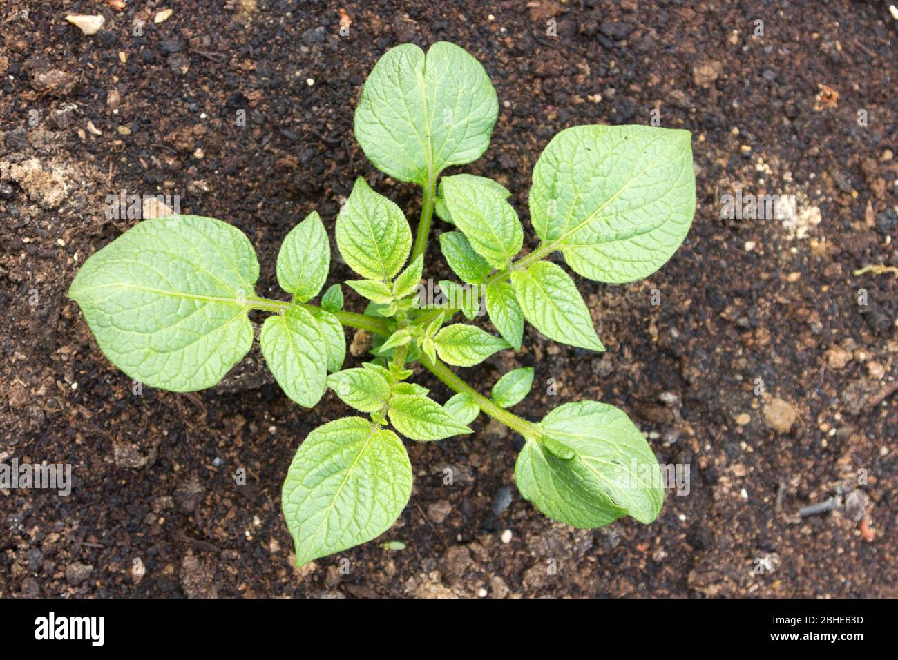 A 5 week old potato plant Stock Photo