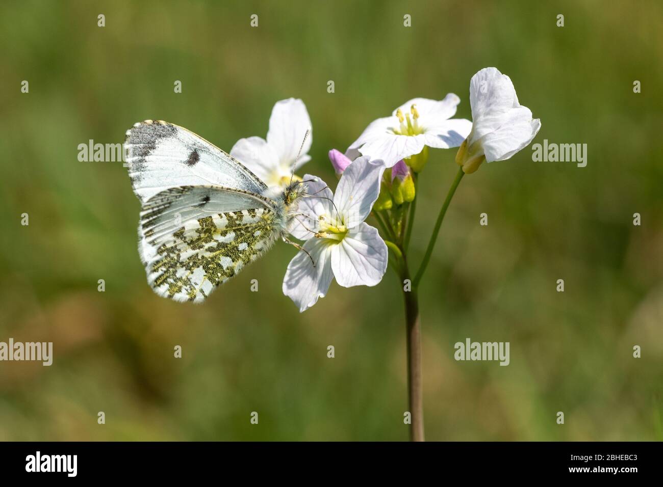 Female orange-tip butterfly (Anthocharis cardamines) nectaring on a cuckooflower (Cardamine pratensis) during April, UK Stock Photo