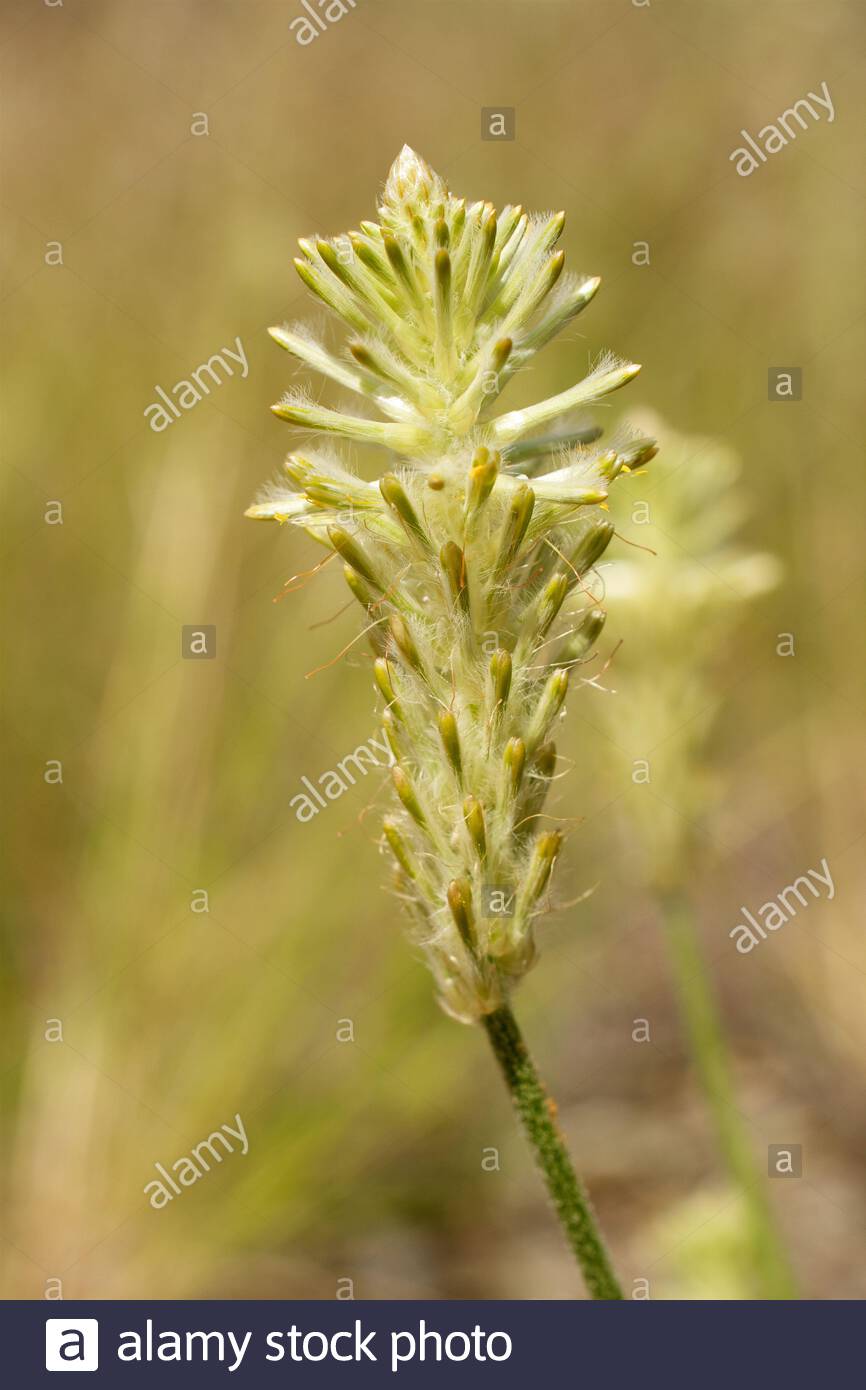 Prince of Wales Feather (Ptilotus polystachyus), a wildflower species  native to much of Australia. This one is at Kokerbin Nature Reserve in WA  Stock Photo - Alamy