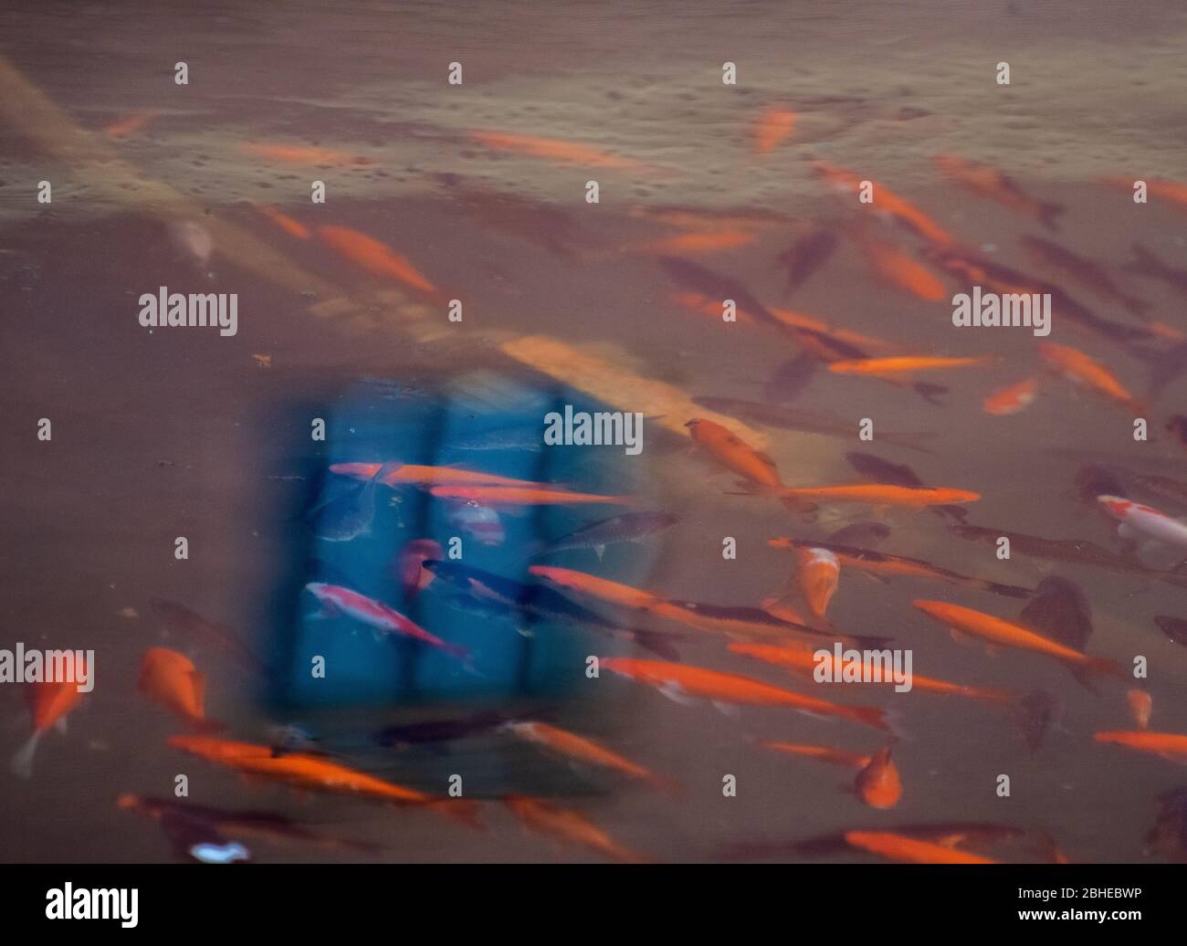 Beautiful view of Small School Fish For Historic Building Aquariums With Goldfish