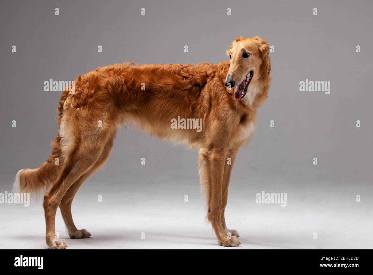 Red borzoi cheap
