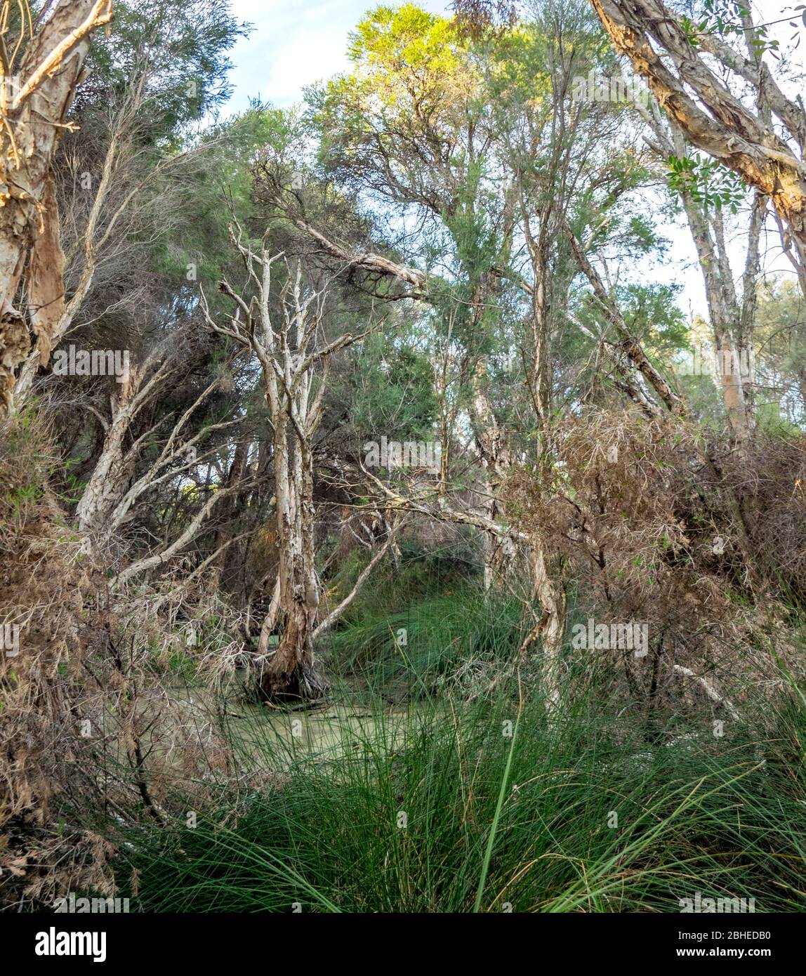 Baigup Wetlands river flats vegetation beside the Swan River Perth Western Australia. Stock Photo