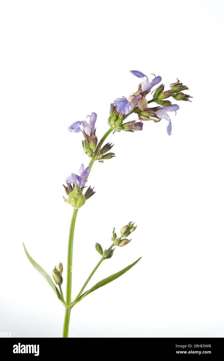 sage herb with purple flowers lit from behind to show delicate detail ...