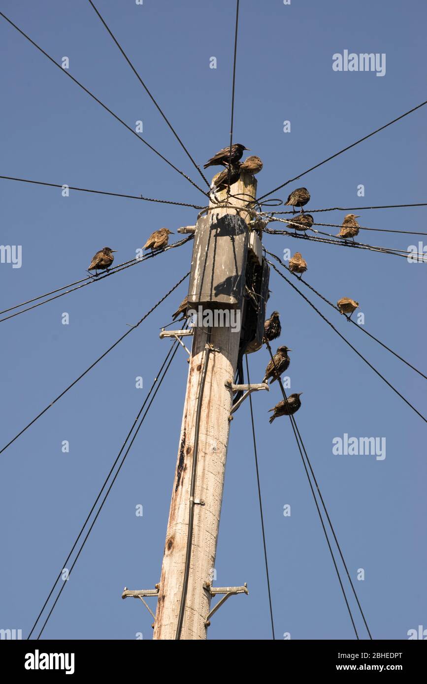 Starlings gathered together on a telegraph pole; Stock Photo