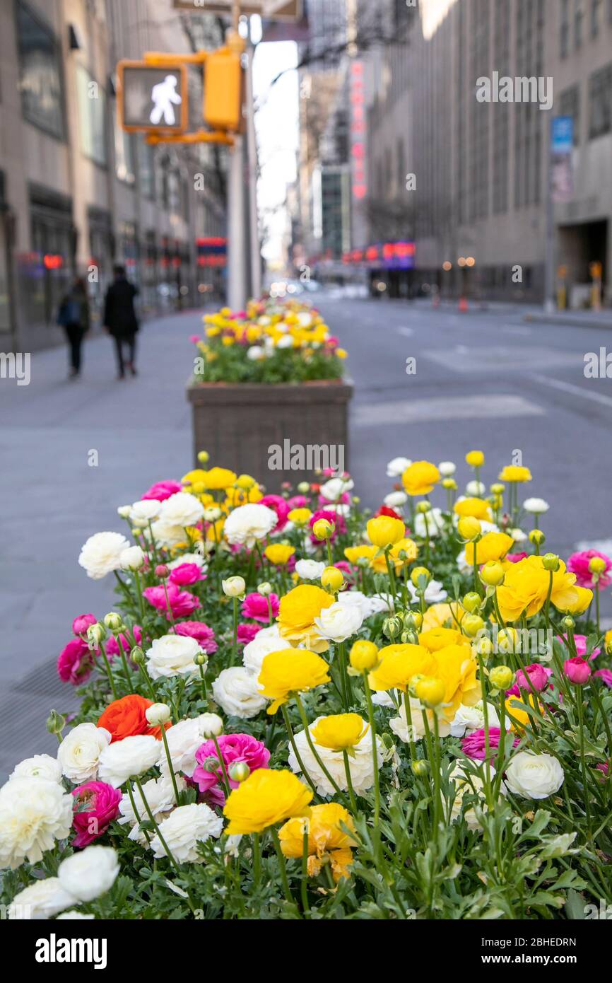 Spring flowers, New York City Stock Photo Alamy