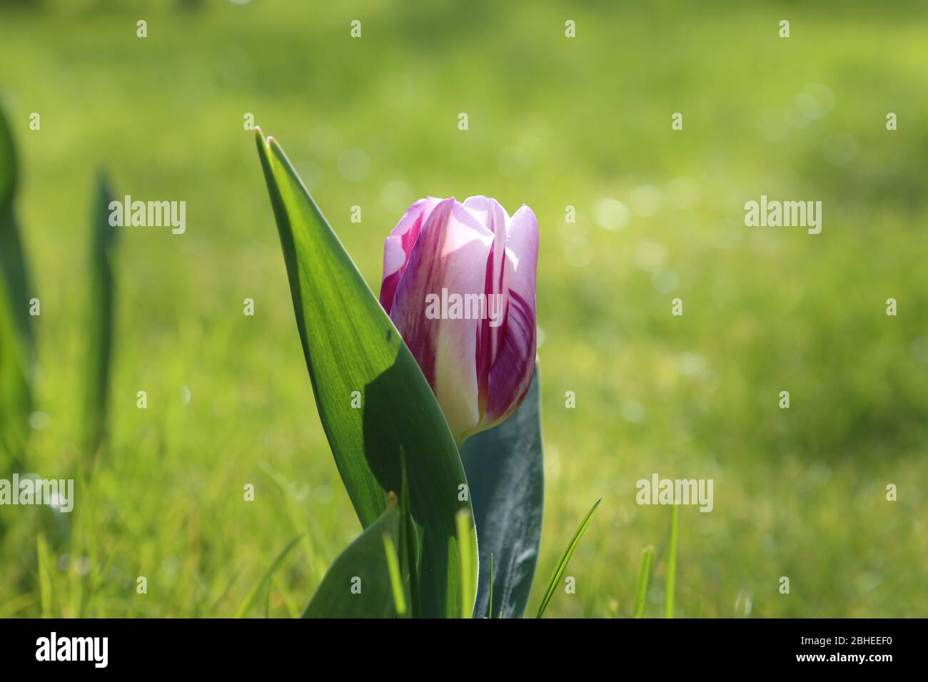 Purple and white Tulip in foreground of grass field Stock Photo