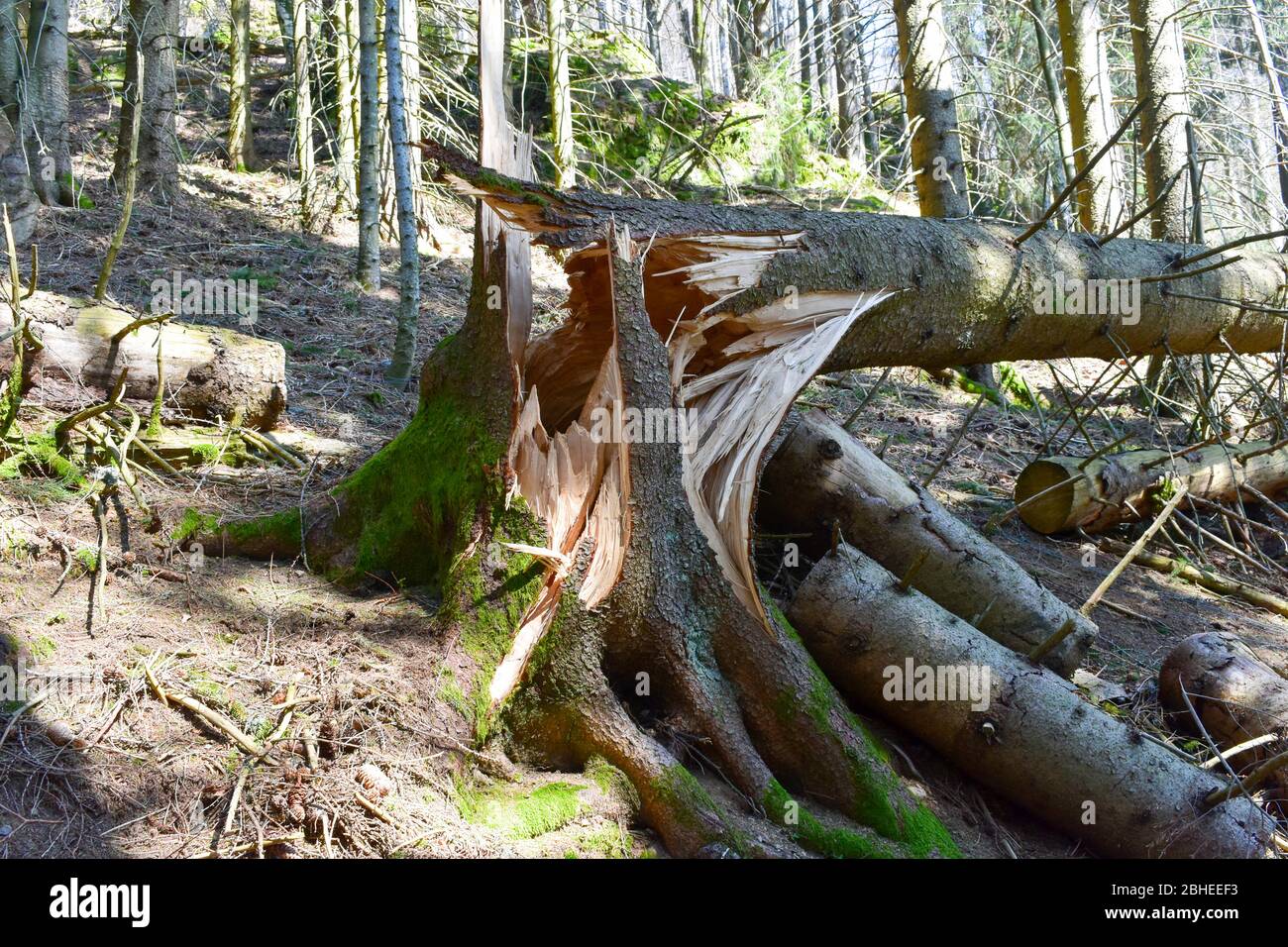 Broken, uprooted, fallen tree from storm damage and high winds. Stock Photo