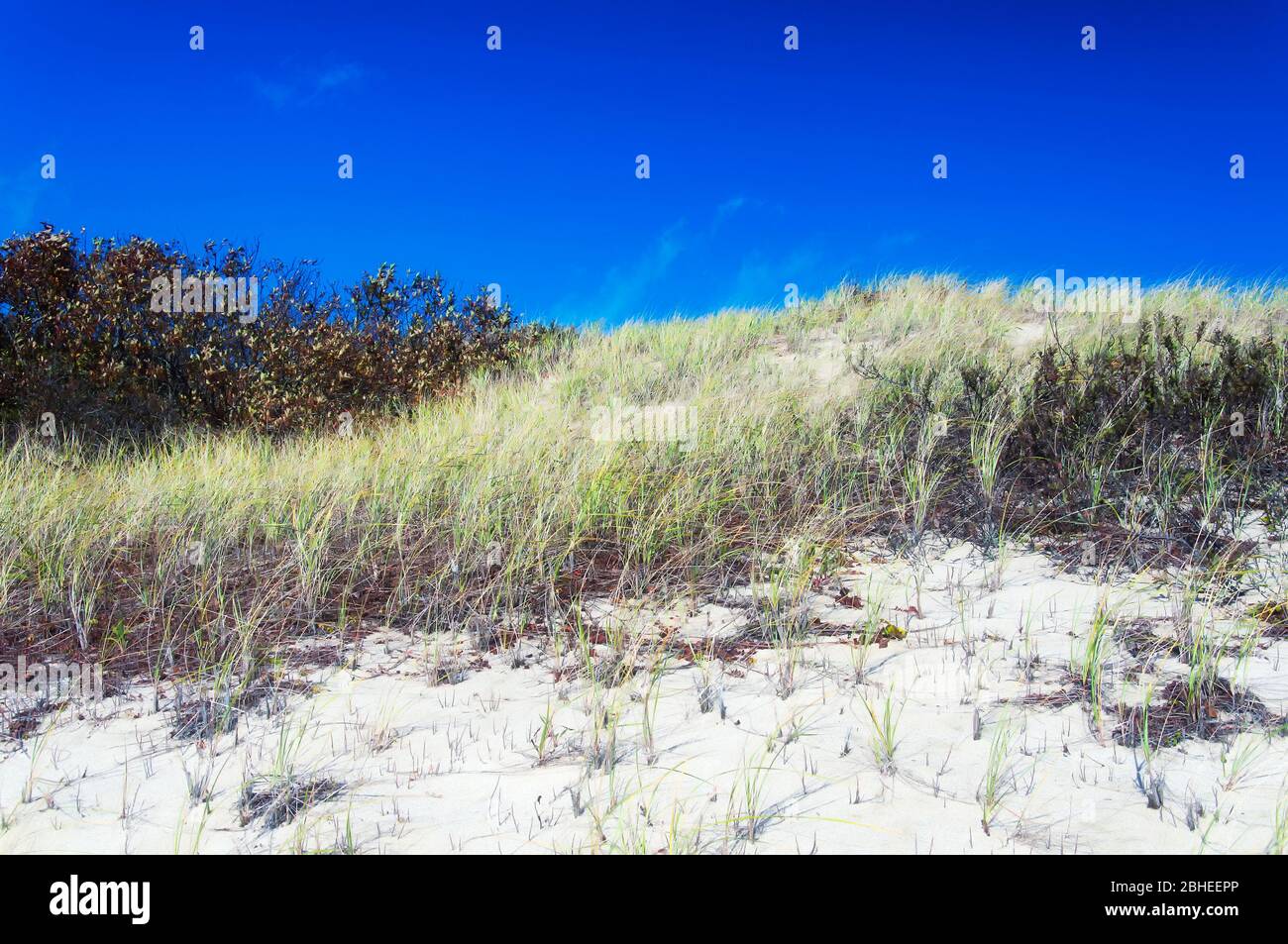 The sand dunes of national seashore located in Cape Cod Massachusetts on a sunny blue sky autumn day in New england. Stock Photo