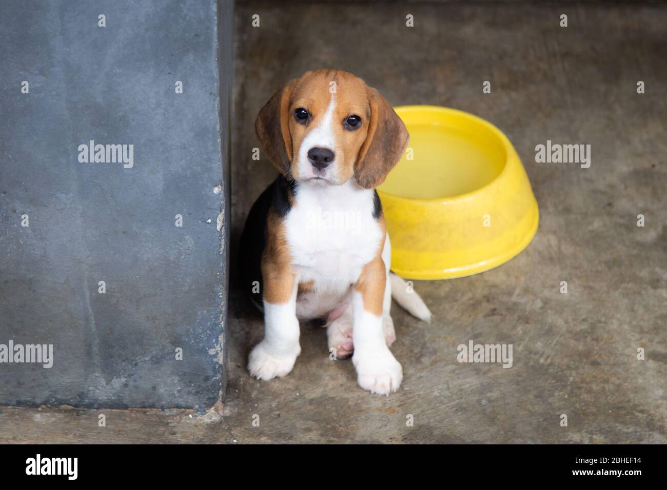 Cute beagle puppy dog sitting on the floor Stock Photo - Alamy