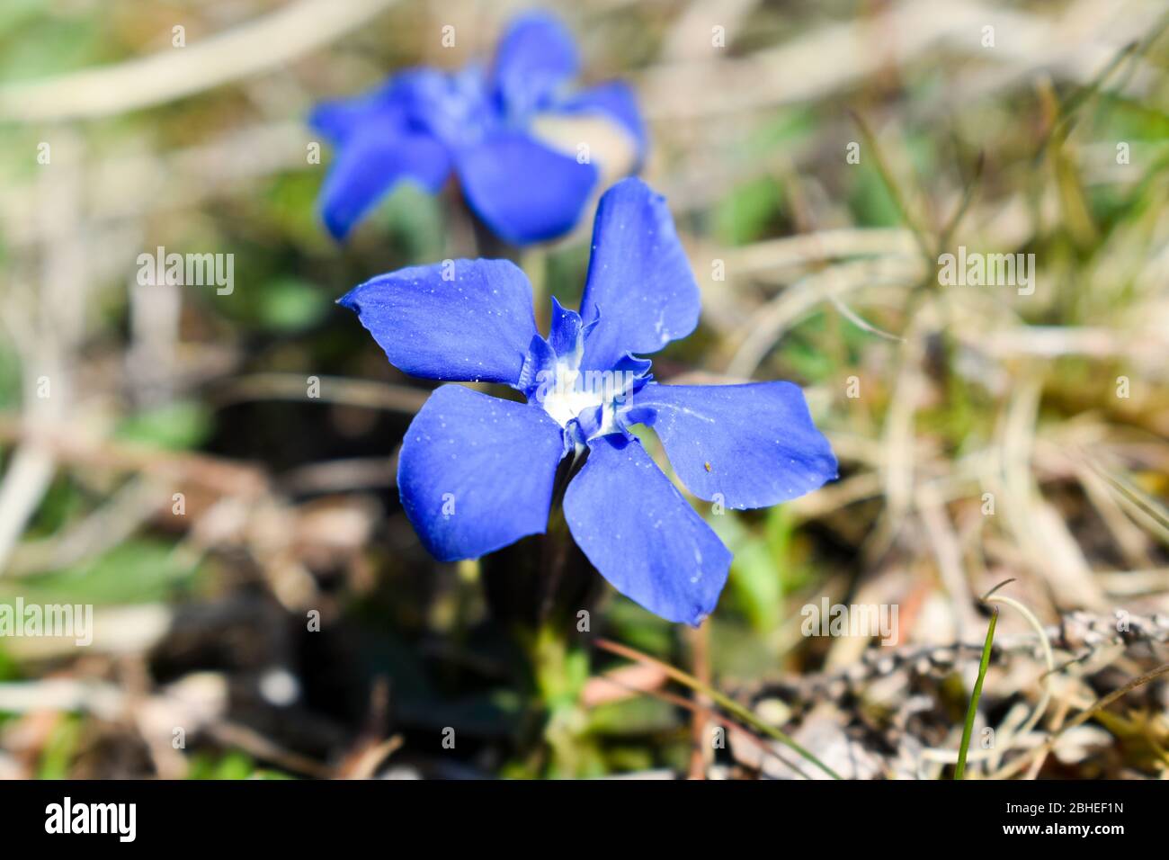 The spring gentian (Gentiana verna). Stock Photo