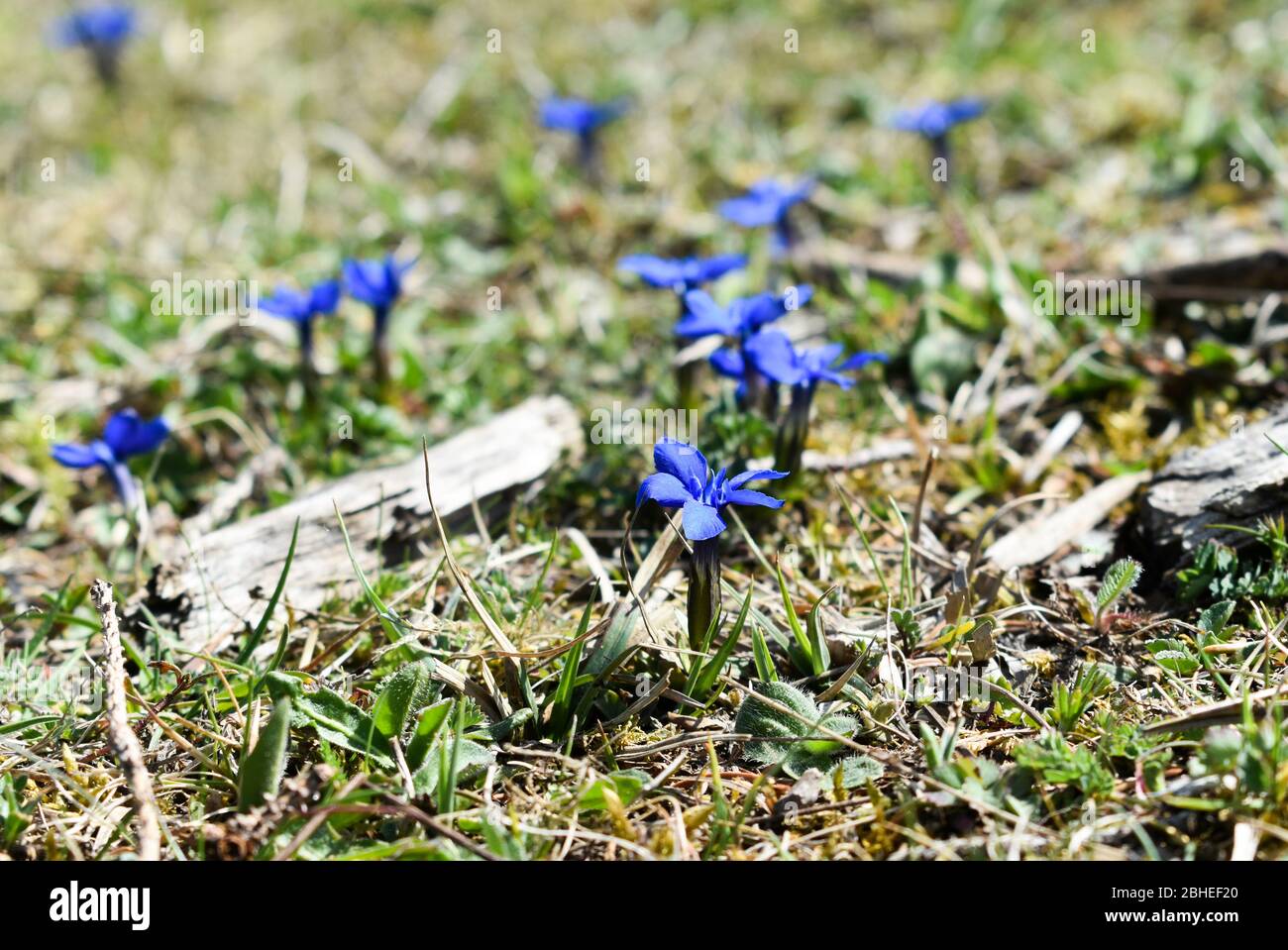 The spring gentian (Gentiana verna). Stock Photo
