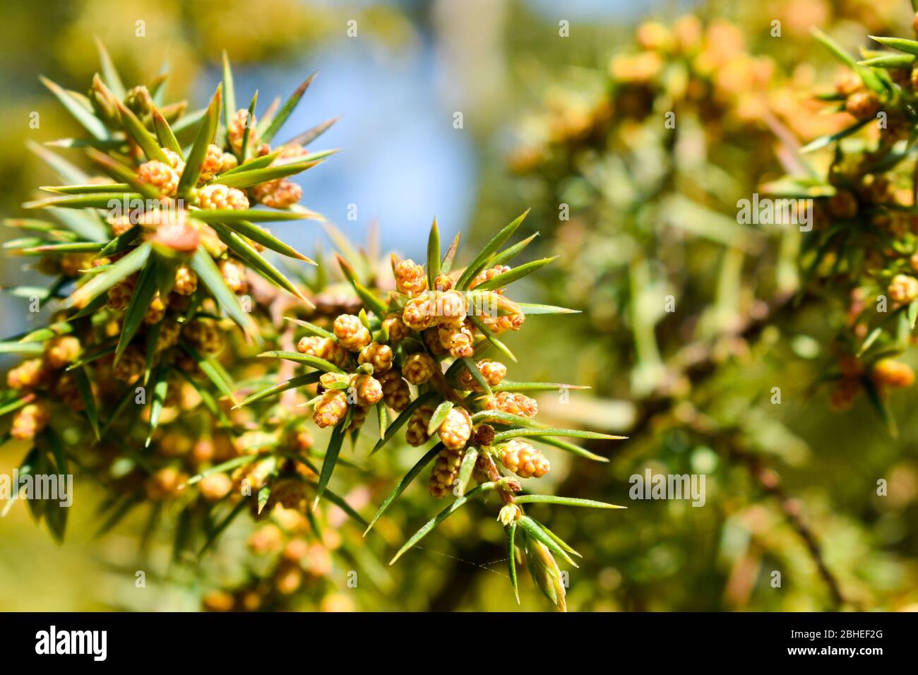 The common juniper ( Juniperus communis). Stock Photo