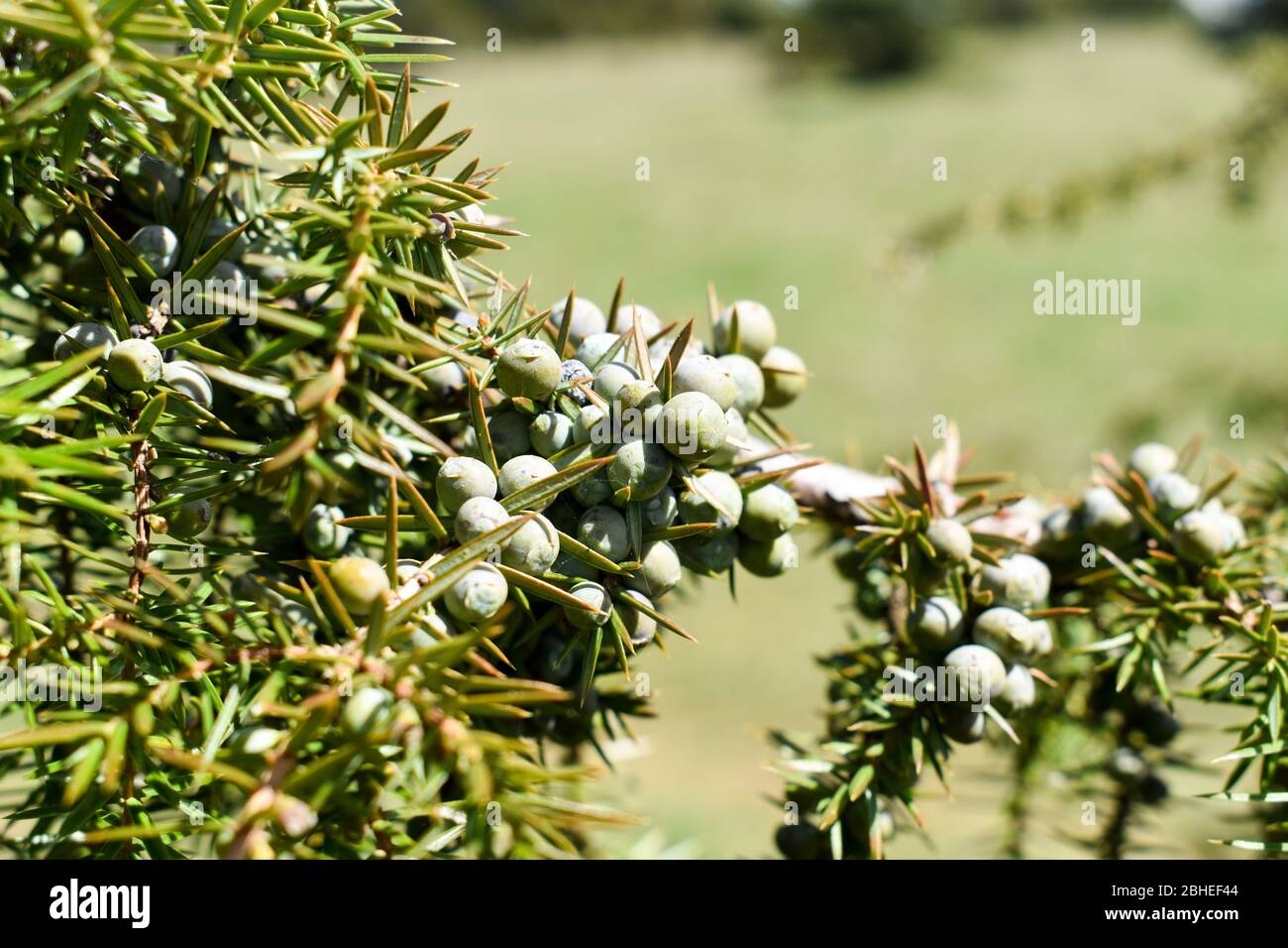 The common juniper ( Juniperus communis). Stock Photo