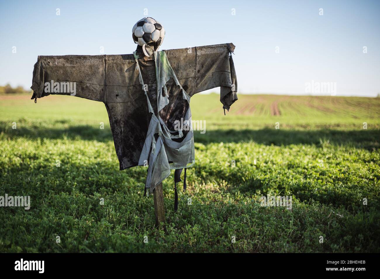 scarecrow with head from the ball on the field Stock Photo
