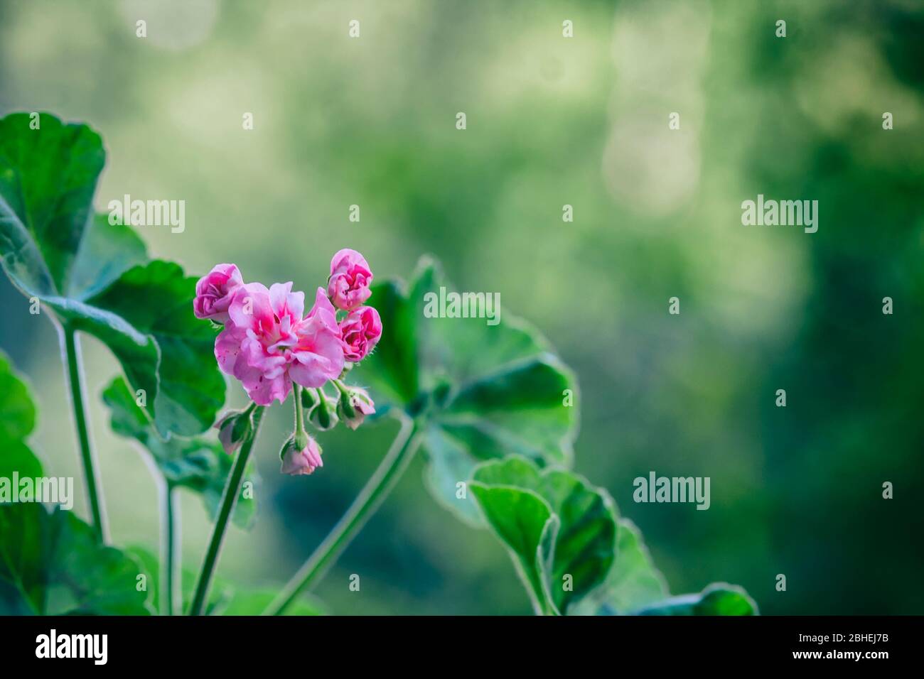 Pelargonium flowers closeup. Horseshue pelargonium or Pelargonium zonale. Selective focus Stock Photo