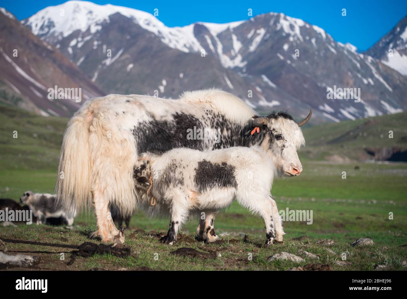 White Yak (Bos grunniens), mother suckles young, Altai Mountains, Bayan-Ulgii Province, Mongolia, Asia Stock Photo
