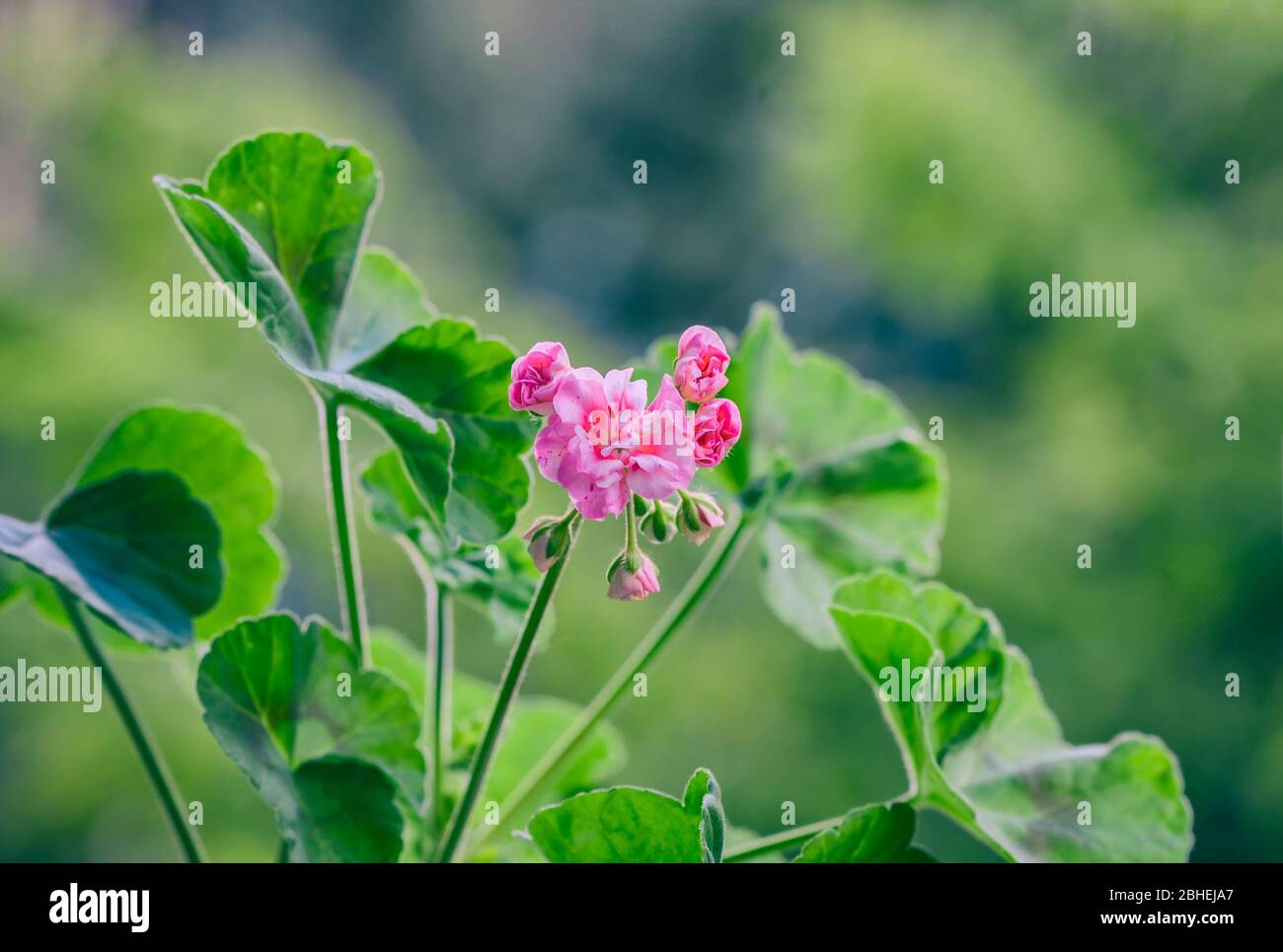 Pelargonium flowers closeup. Horseshue pelargonium or Pelargonium zonale. Selective focus Stock Photo