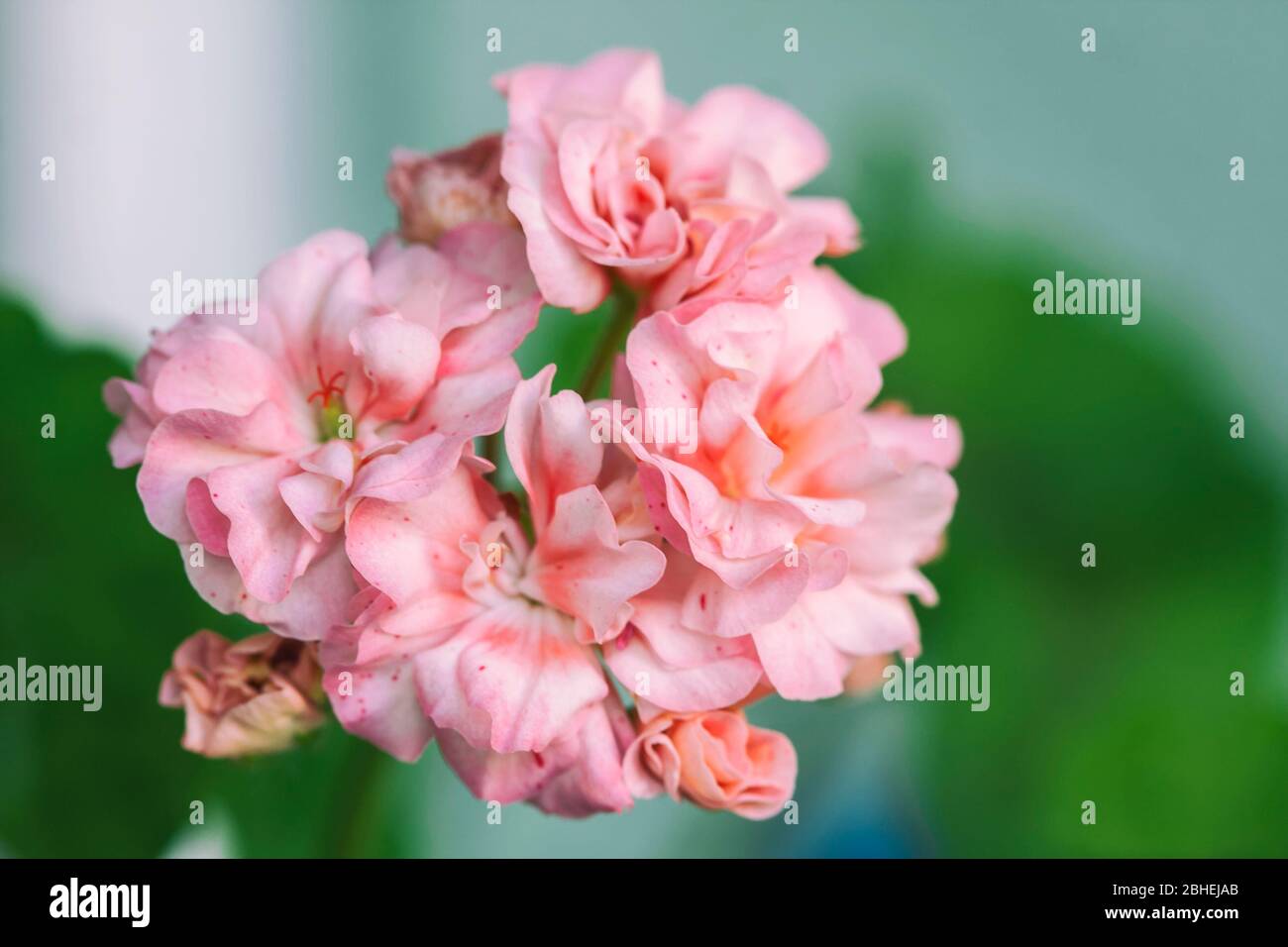 Pelargonium flowers closeup. Horseshue pelargonium or Pelargonium zonale. Selective focus Stock Photo