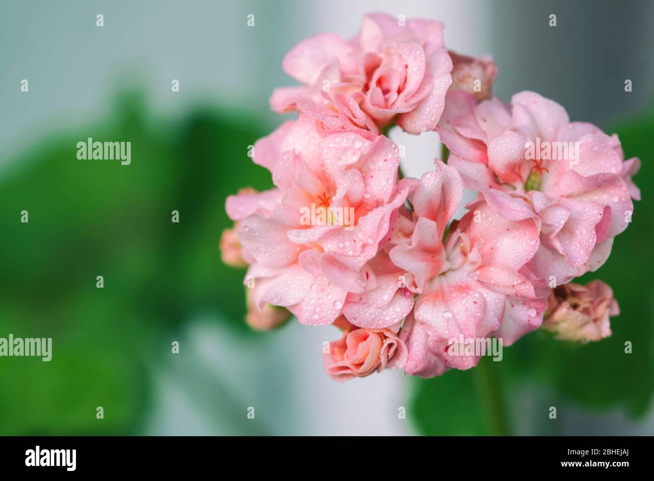 Pelargonium flowers closeup. Horseshue pelargonium or Pelargonium zonale. Selective focus Stock Photo