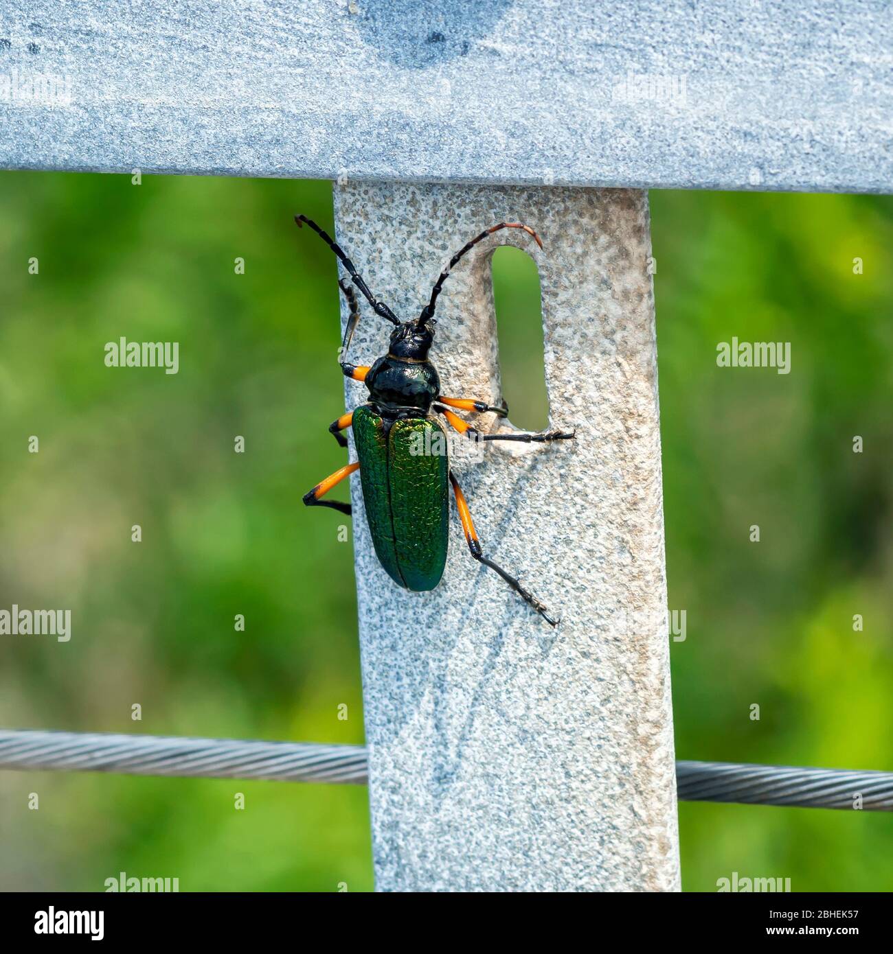 A Callona rimosa, or Beautiful Mesquite Borer beetle. Photo taken at the Oso Bay Wetlands Preserve and Learning Center.in Corpus Christi, Texas USA. Stock Photo