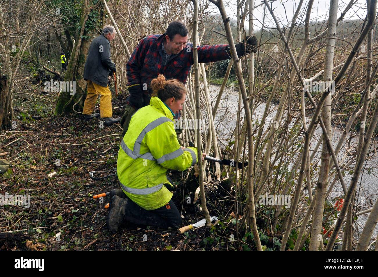 Nature conservation volunteers being trained in hedge laying.On the edge of a Somerset Wildlife Trust reserve wood in Somerset. Stock Photo