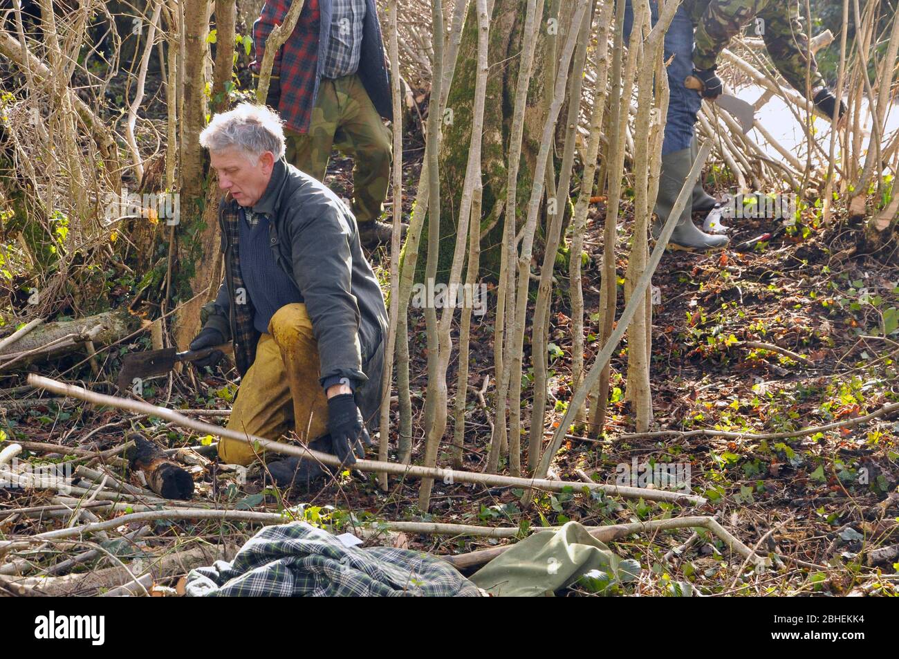 Nature conservation volunteer using a billhook to prepare the stakes for laying a hedge on the edge of a Somerset Wildlife Trust reserve wood in Somer Stock Photo