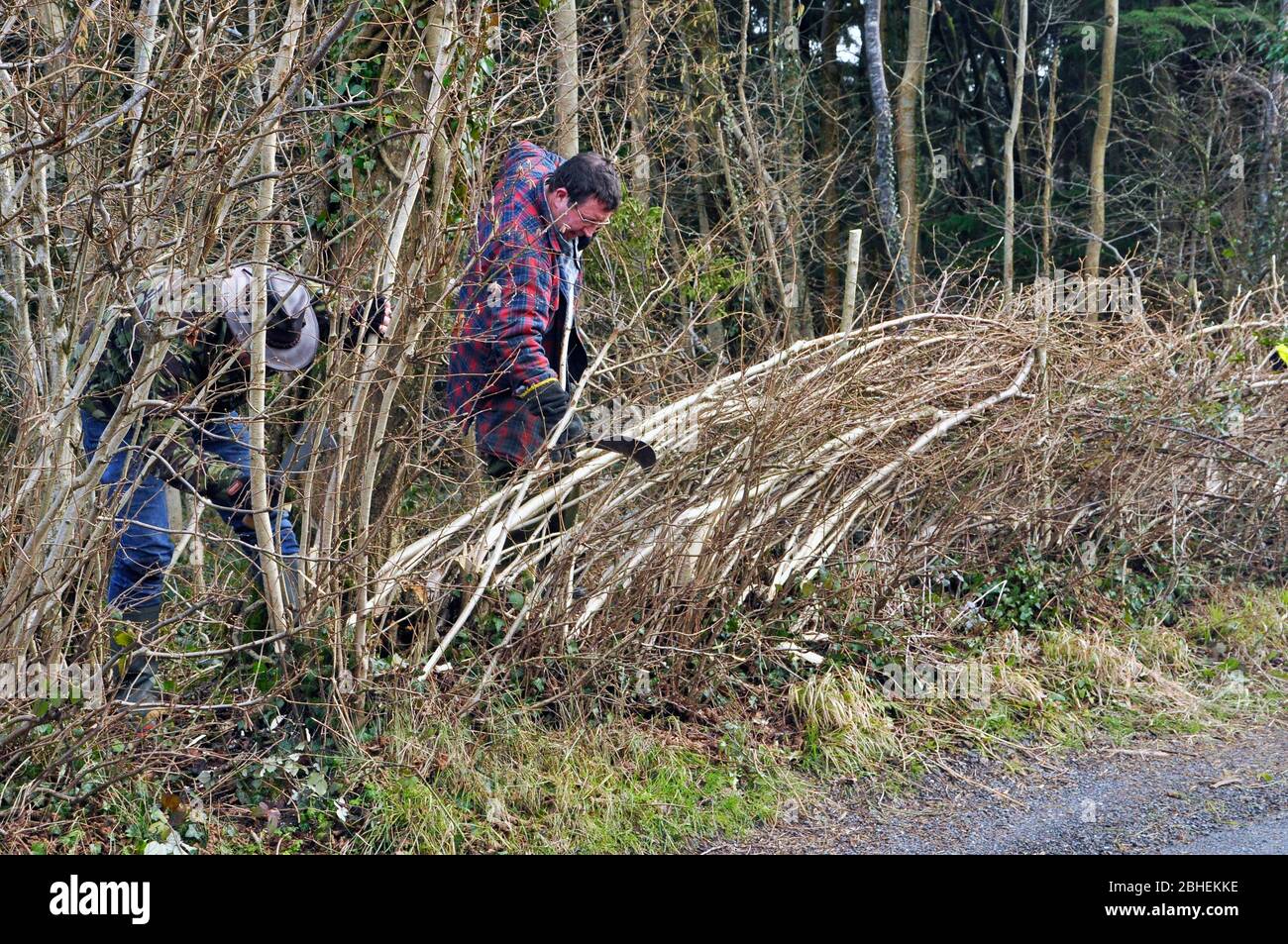 Hedge layer positioning the vertical stakes to hold the pleachers together. North Somerset style Hedge.On the road side of a Somerset Wildlife Trust W Stock Photo