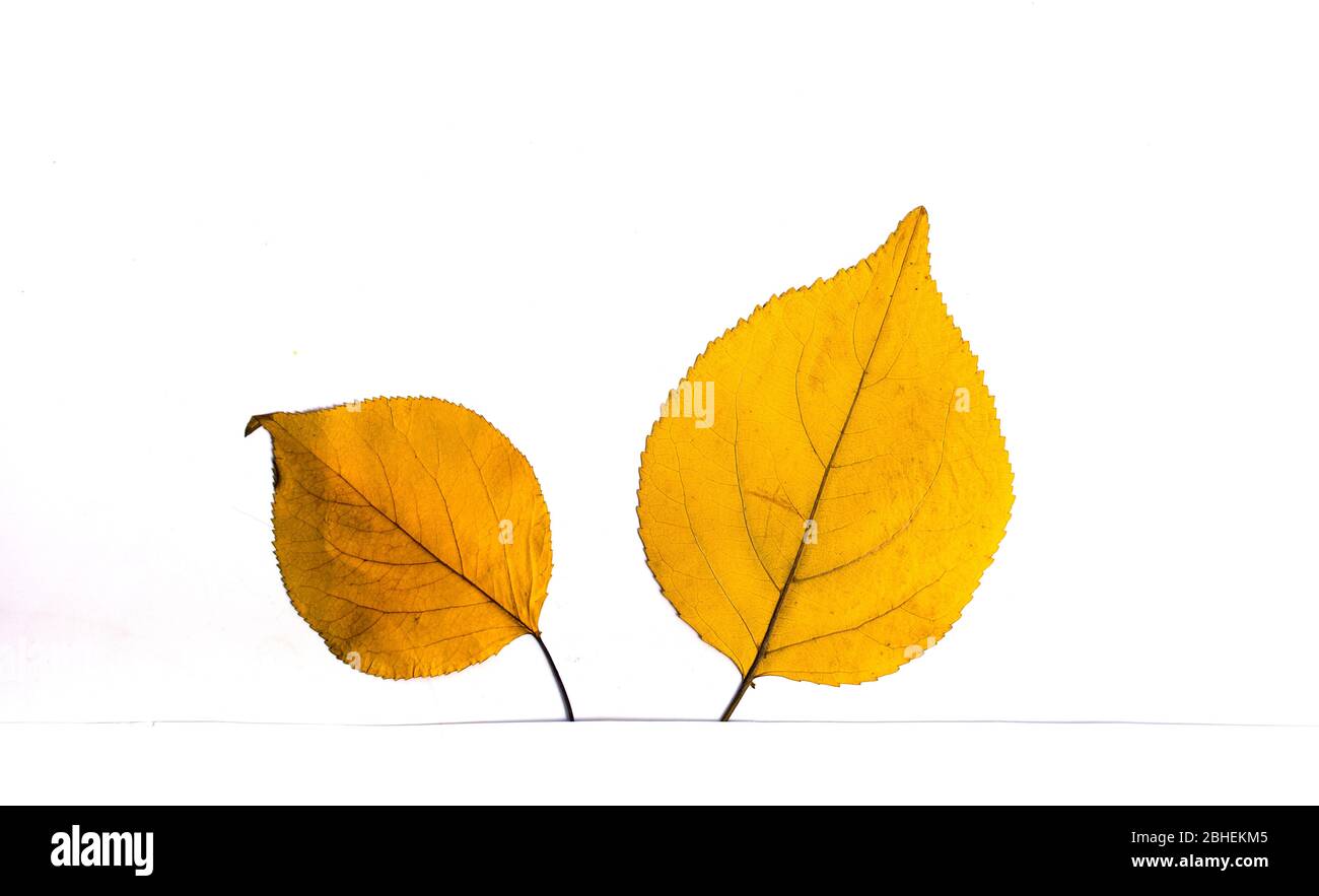 Yellow autumn fallen leafs isolated on white Stock Photo