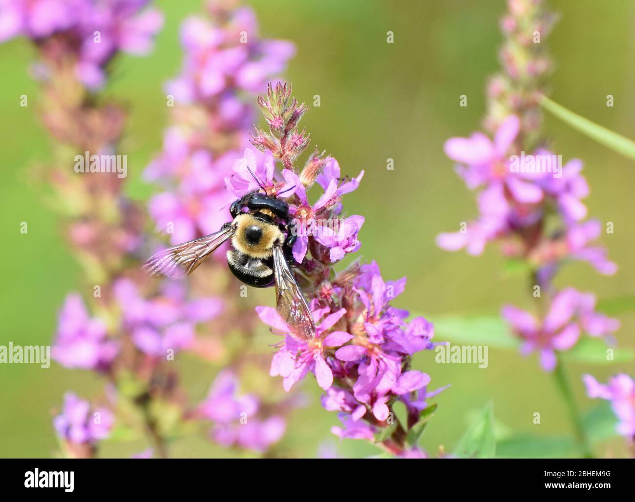 Bumble bee feeding on flower Stock Photo