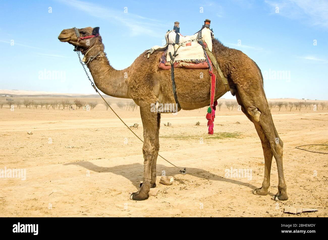 Camel with a saddle stand in the desert Stock Photo - Alamy