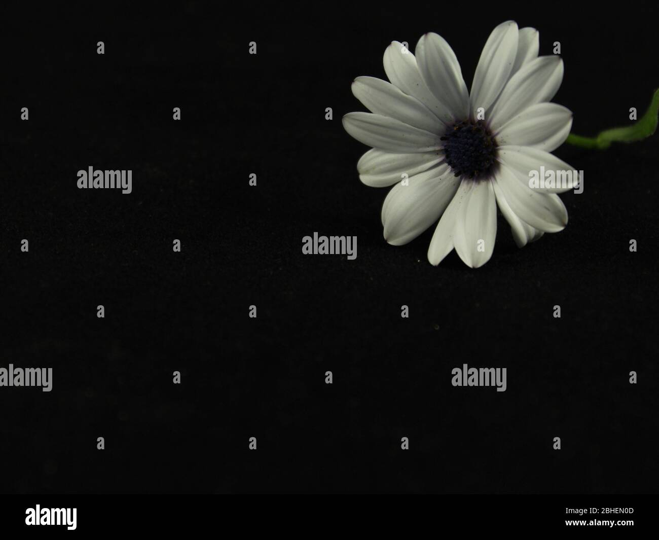 Daisy flower petals beautiful color odor natural aroma Stock Photo Alamy