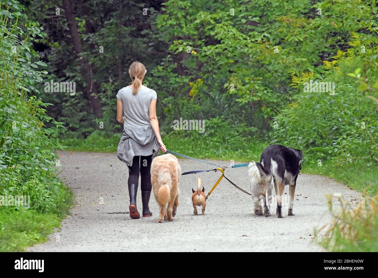 Dog walker woman with dogs while walking outdoors Stock Photo