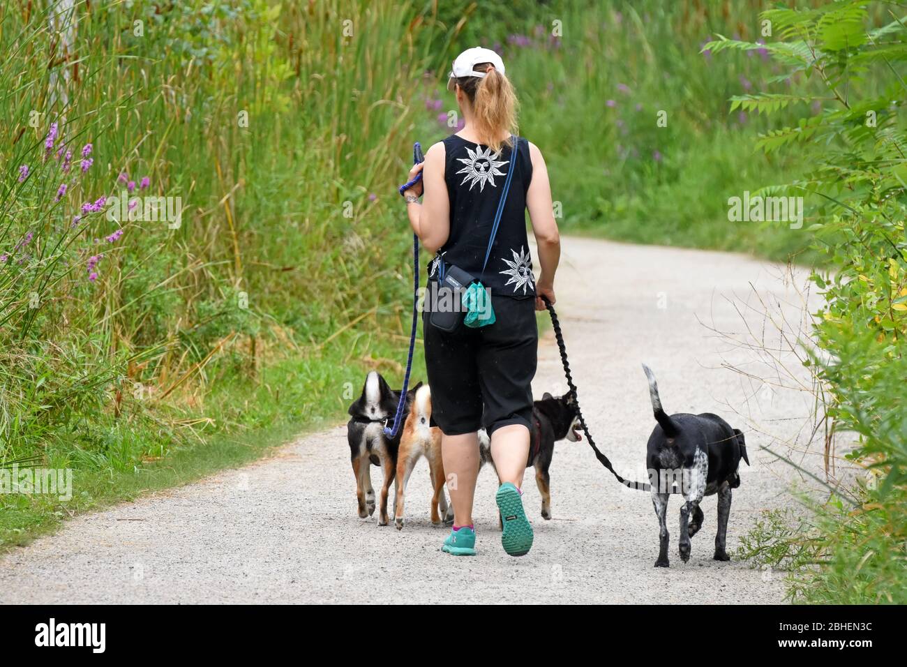 Dog walker woman with dogs while walking outdoors Stock Photo
