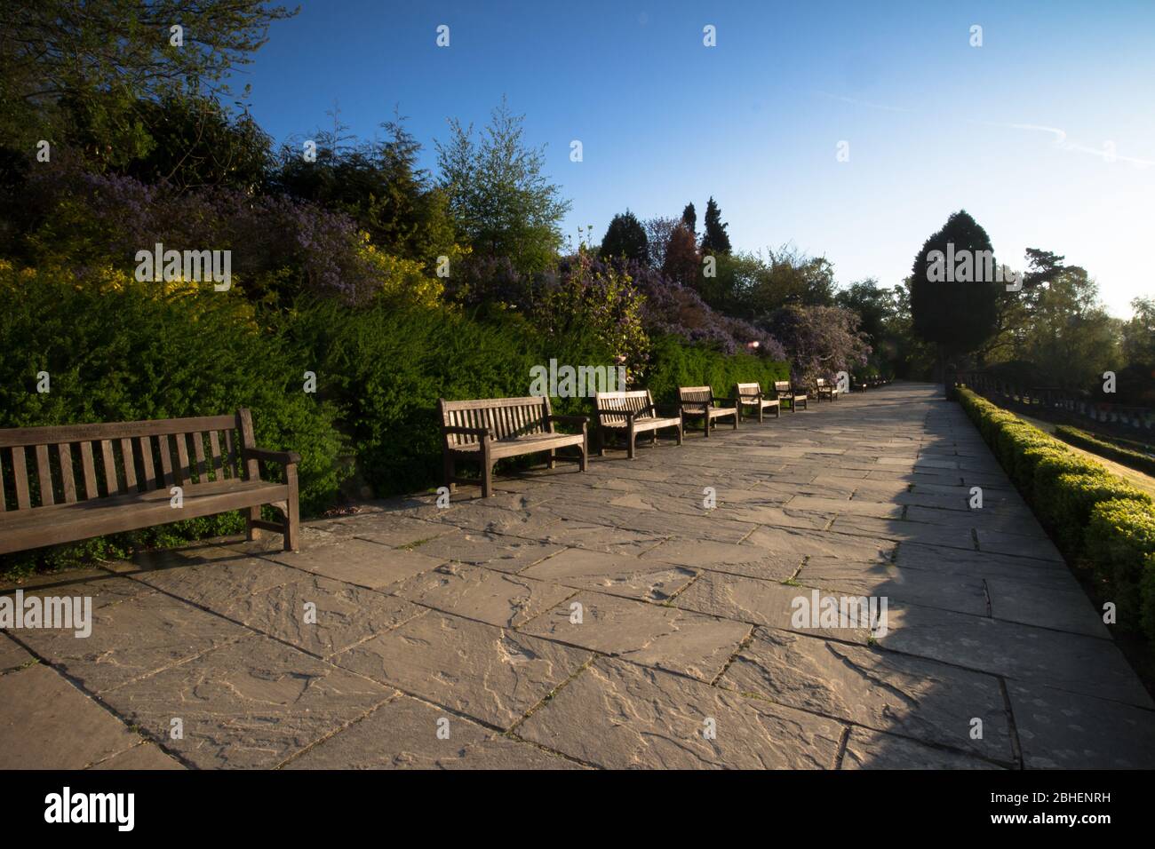 Dunorlan Park, Royal Tunbridge Wells, Kent, row of commemorative benches with wisteria at sunrise, South East England, UK Stock Photo