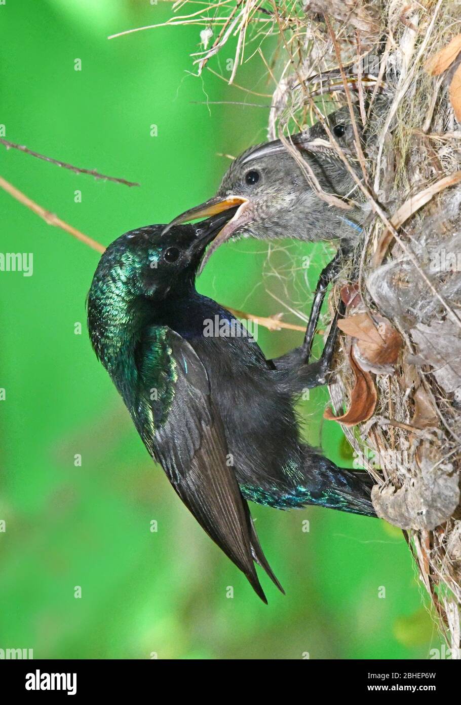 Sunbird male feed its chicks in the nest Stock Photo