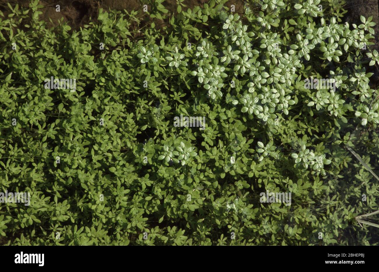 Common Water-Starwort, Callitriche stagnalis Stock Photo